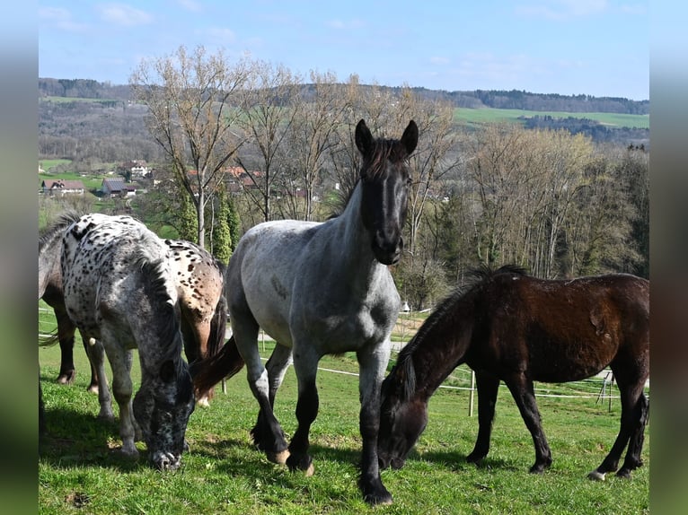 Noriker Gelding 2 years 17 hh in Klettgau