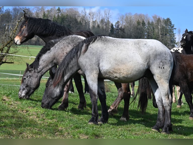 Noriker Gelding 2 years 17 hh in Klettgau