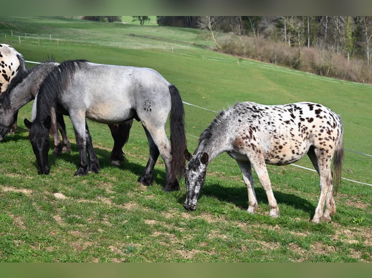 Noriker Gelding 2 years 17 hh in Klettgau
