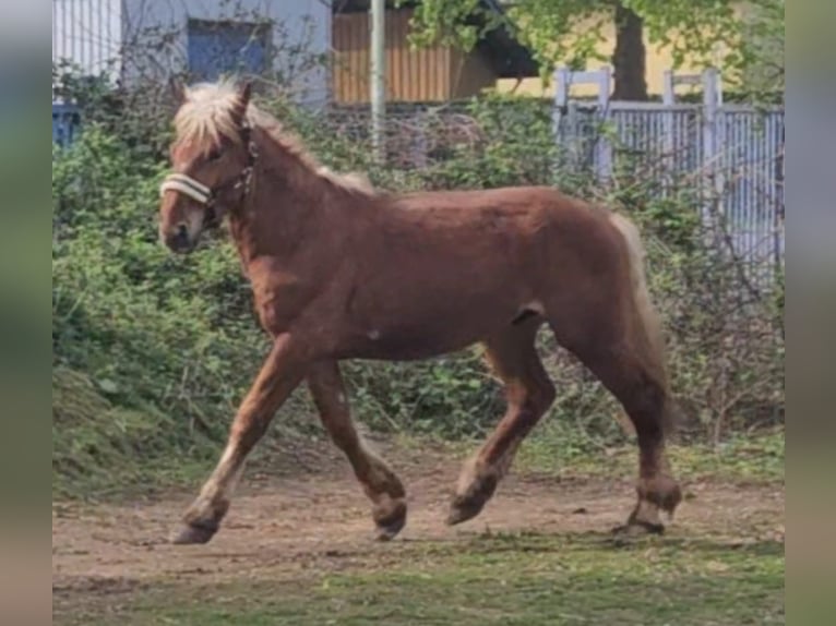 Noriker Gelding 2 years Chestnut-Red in Niederzier