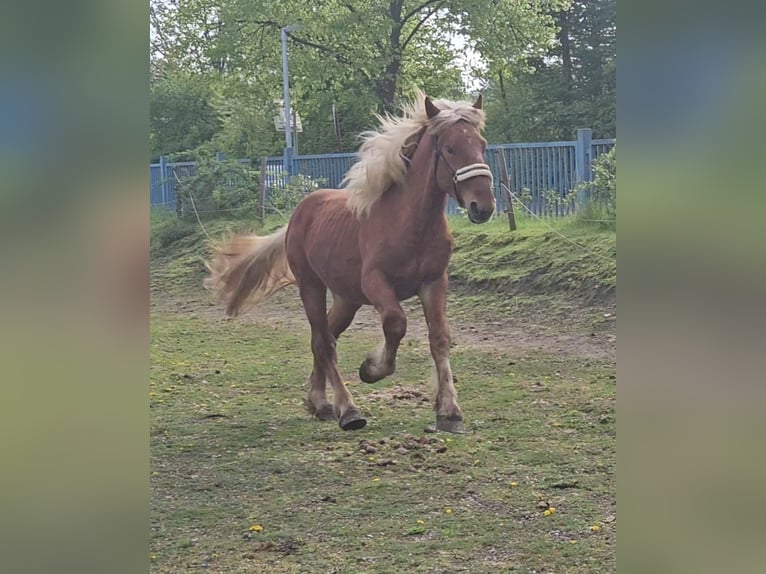 Noriker Gelding 2 years Chestnut-Red in Niederzier