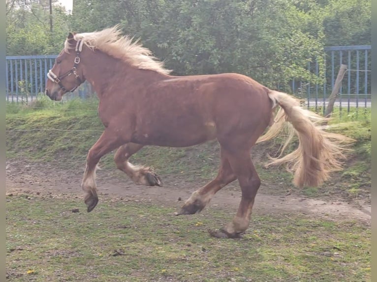 Noriker Gelding 2 years Chestnut-Red in Niederzier