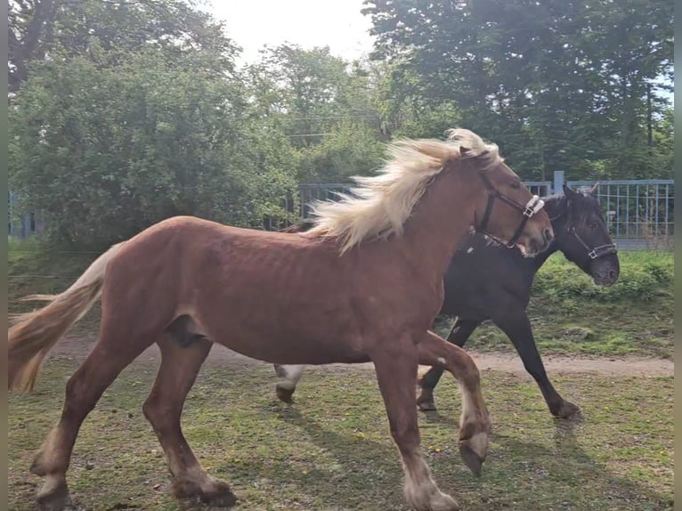 Noriker Gelding 2 years Chestnut-Red in Niederzier