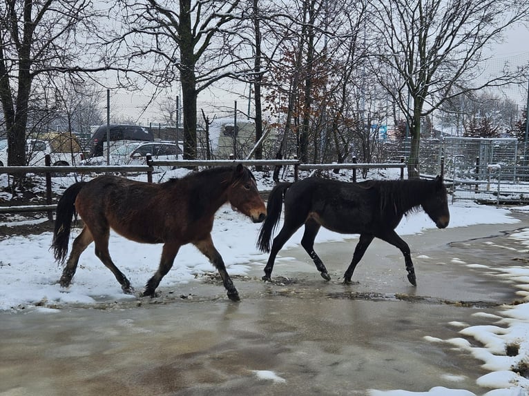 Noriker Gelding 3 years 14,1 hh in Niederzier