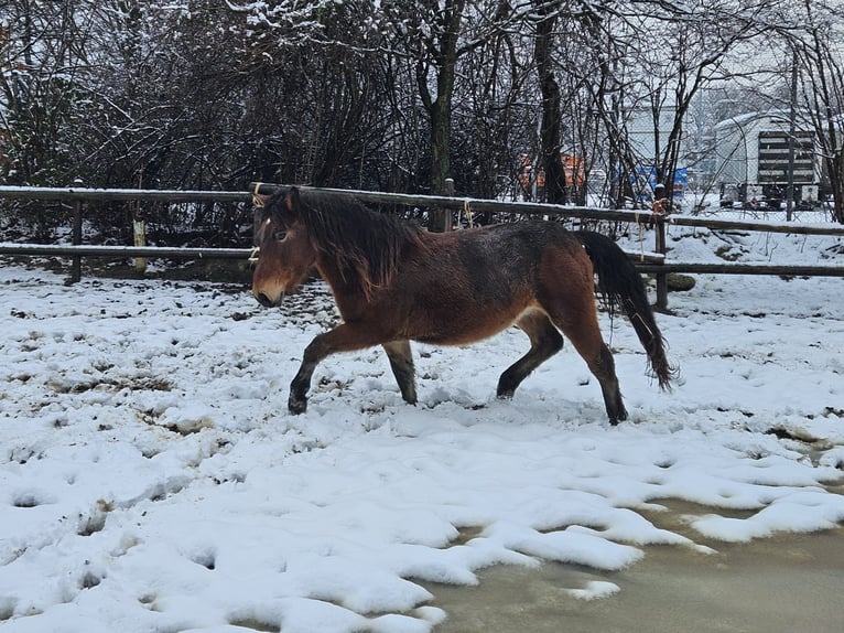 Noriker Gelding 3 years 14,1 hh in Niederzier