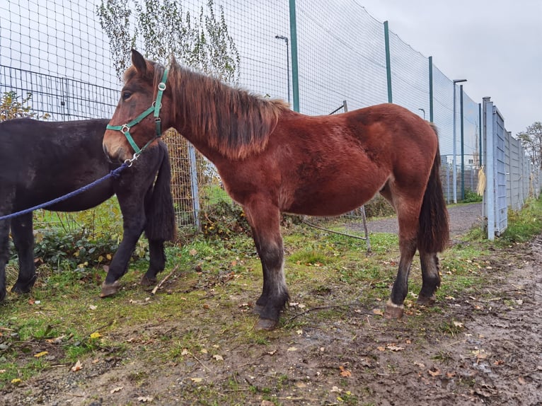 Noriker Gelding 3 years 14,1 hh in Niederzier