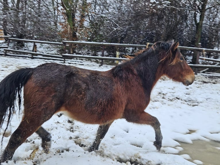 Noriker Gelding 3 years 14,1 hh in Niederzier