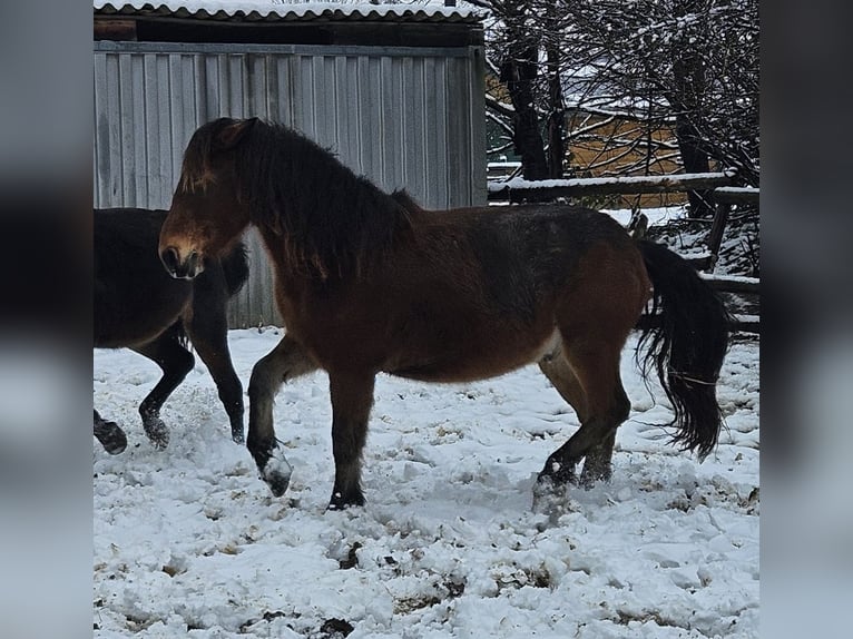 Noriker Gelding 3 years 14,1 hh in Niederzier