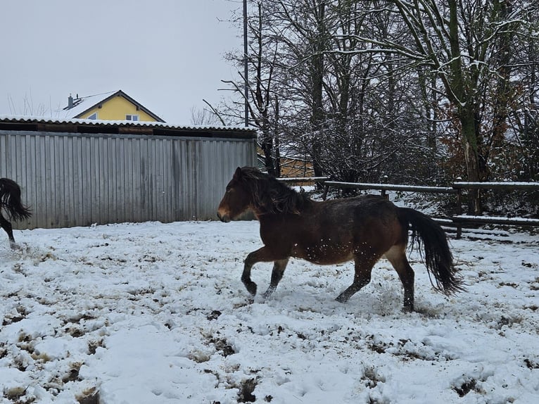 Noriker Gelding 3 years 14,1 hh in Niederzier