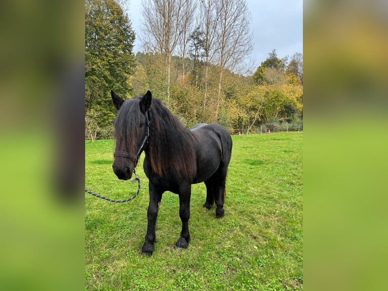 Noriker Gelding 3 years 15,2 hh in Ronshausen