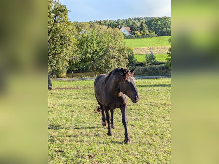 Noriker Gelding 3 years 15,3 hh Black in Langensendelbach