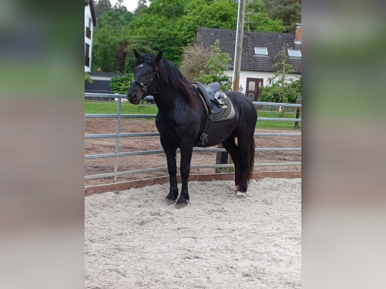 Noriker Gelding 3 years 15,3 hh Black in Langensendelbach