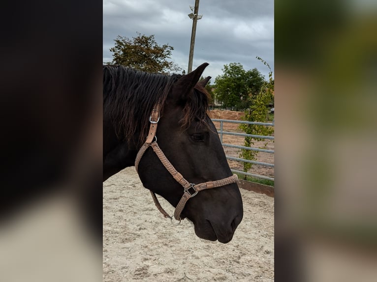 Noriker Gelding 3 years 15,3 hh Black in Langensendelbach