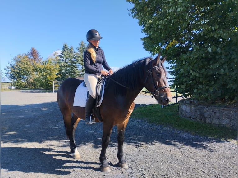 Noriker Gelding 3 years 15,1 hh Brown in Nettersheim
