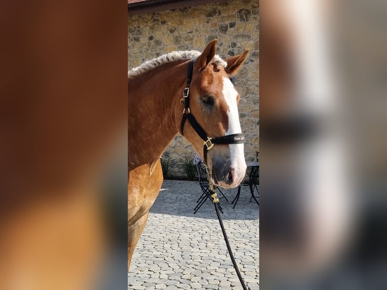 Noriker Gelding 3 years 16.1 hh Chestnut in Neusäß