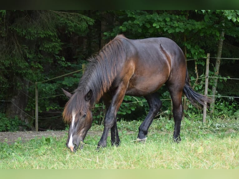 Noriker Gelding 3 years 16 hh Black in Bonn