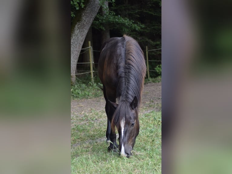 Noriker Gelding 3 years 16 hh Black in Bonn