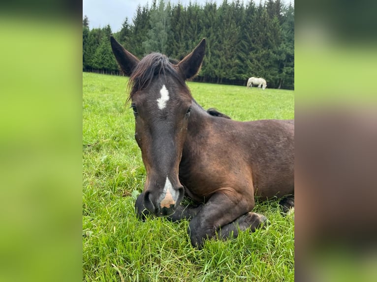 Noriker Gelding 3 years 16 hh Black in Apfeldorf