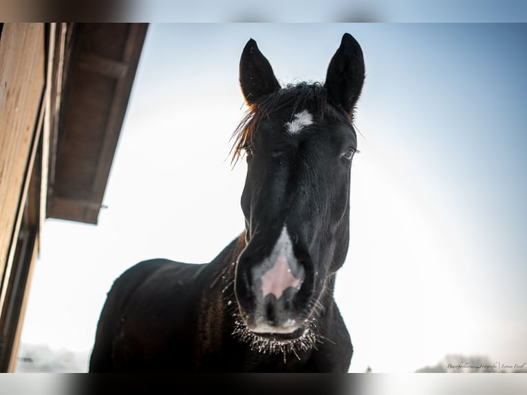 Noriker Gelding 3 years 16 hh Black in Apfeldorf