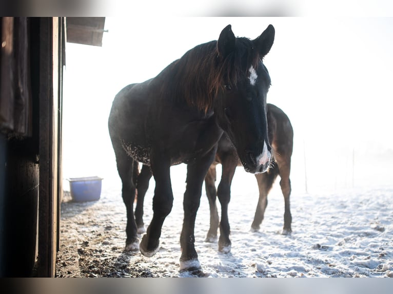 Noriker Gelding 3 years 16 hh Black in Apfeldorf