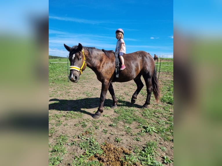 Noriker Gelding 3 years 16 hh Black in Apfeldorf