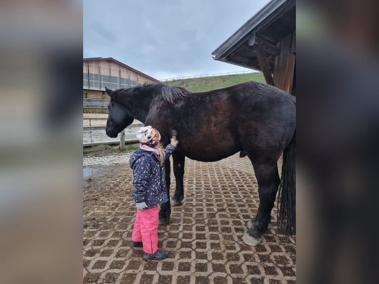 Noriker Gelding 3 years 16 hh Black in Apfeldorf