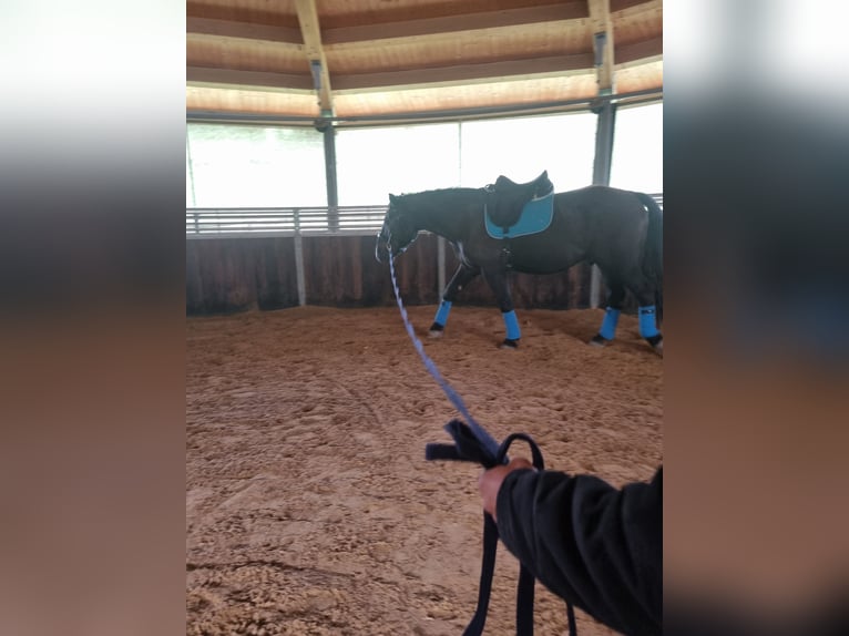 Noriker Gelding 3 years 16 hh Black in Apfeldorf