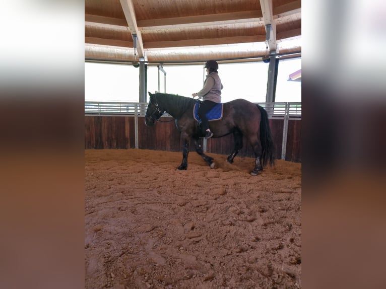 Noriker Gelding 3 years 16 hh Black in Apfeldorf