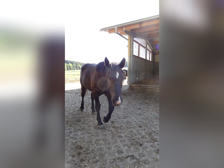 Noriker Gelding 3 years 16 hh Black in Apfeldorf