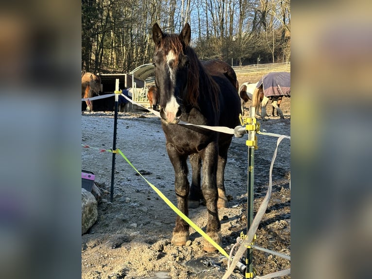 Noriker Gelding 3 years 16 hh Black in Winzer