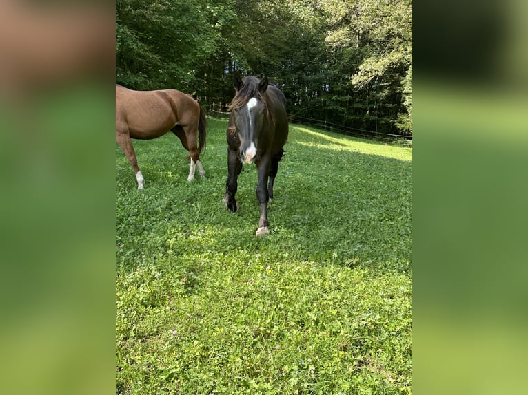 Noriker Gelding 3 years 16 hh Black in Winzer