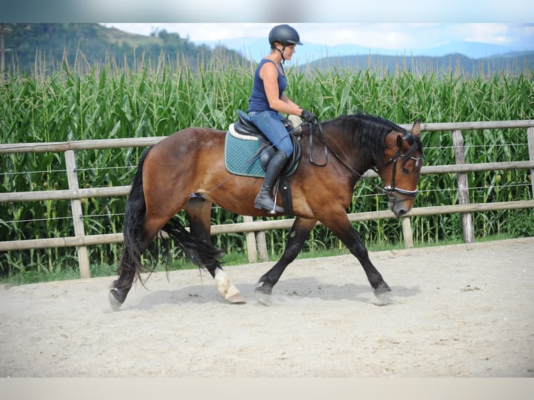 Noriker Gelding 3 years 16 hh Brown in St Kanzian