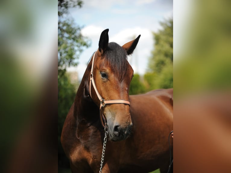 Noriker Gelding 3 years 16 hh Brown in St Kanzian