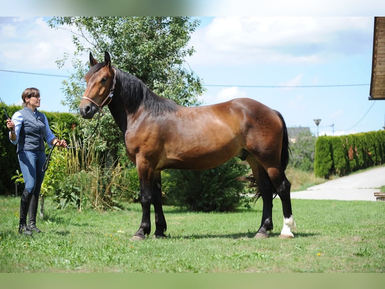 Noriker Gelding 3 years 16 hh Brown in St Kanzian