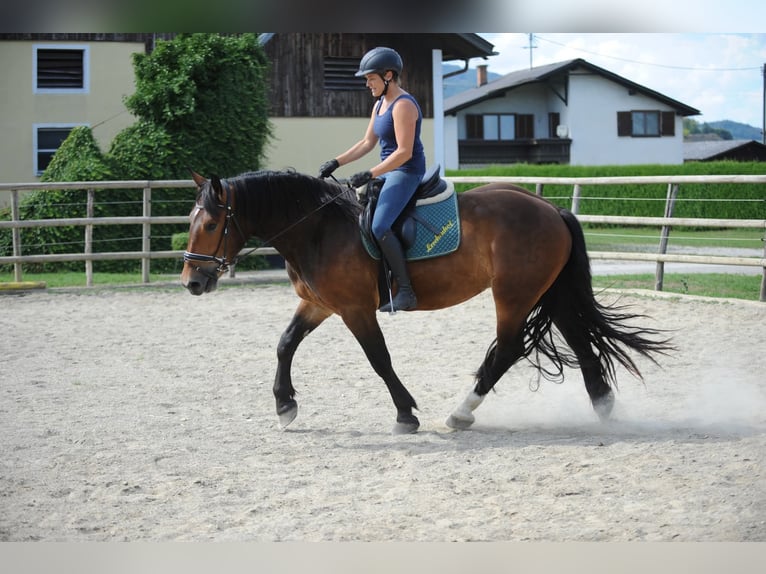 Noriker Gelding 3 years 16 hh Brown in St Kanzian