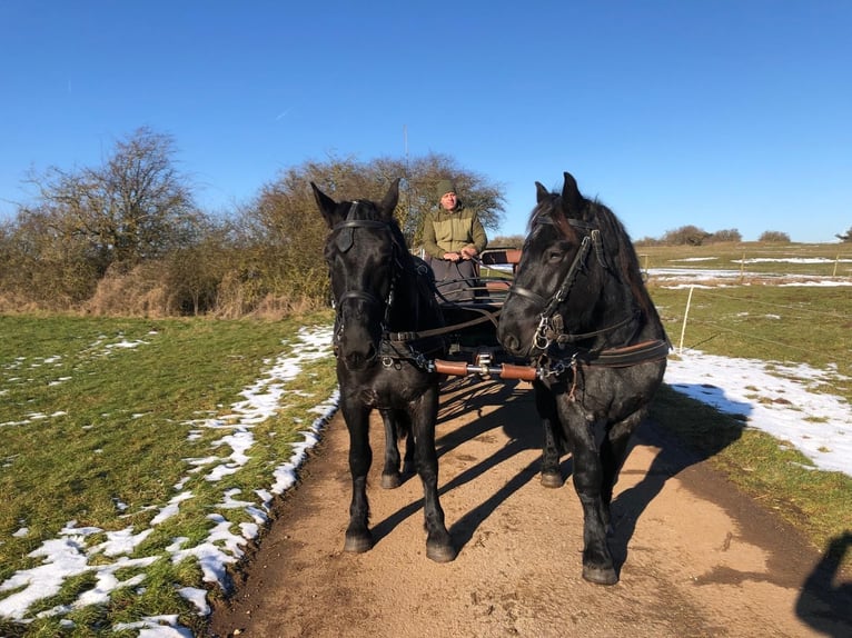 Noriker Gelding 3 years 16 hh Gray-Dark-Tan in Nettersheim