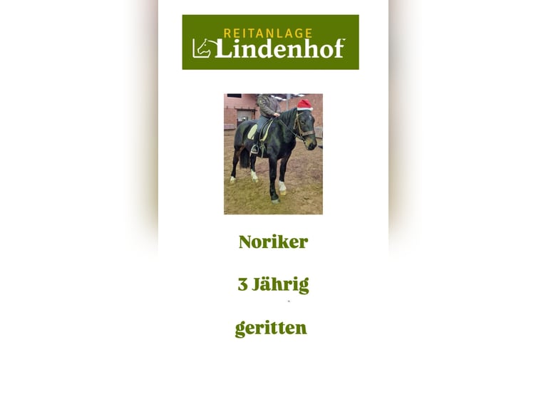 Noriker Gelding 3 years Black in Nettersheim