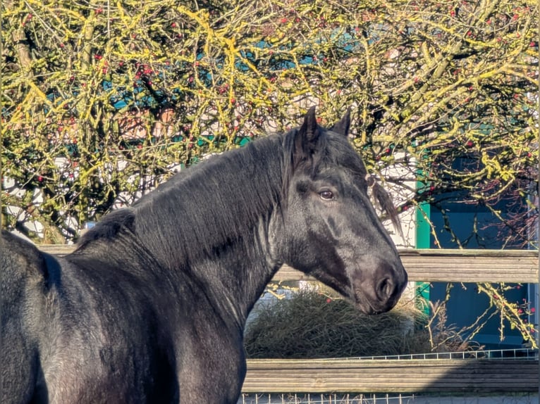 Noriker Gelding 3 years Grey-Dark-Tan in Brieselang