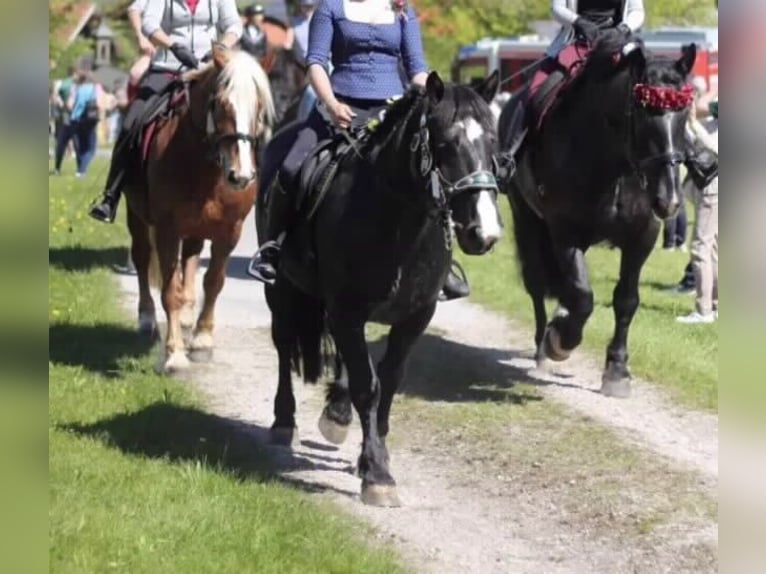 Noriker Gelding 4 years 14.3 hh Smoky-Black in Salzburg