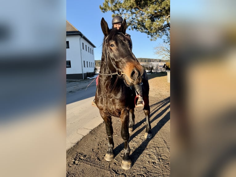 Noriker Gelding 4 years 14,2 hh Black in Pelmberg