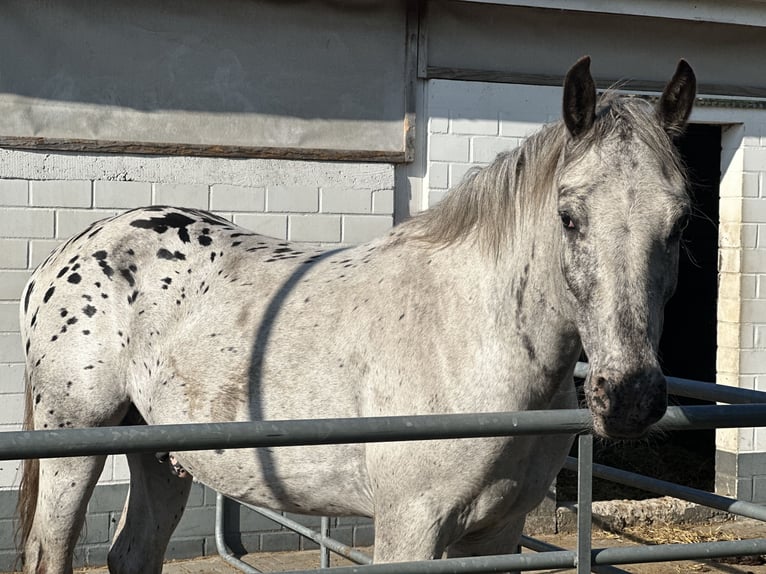 Noriker Gelding 4 years 14,2 hh Leopard-Piebald in M&#xF6;nchengladbach