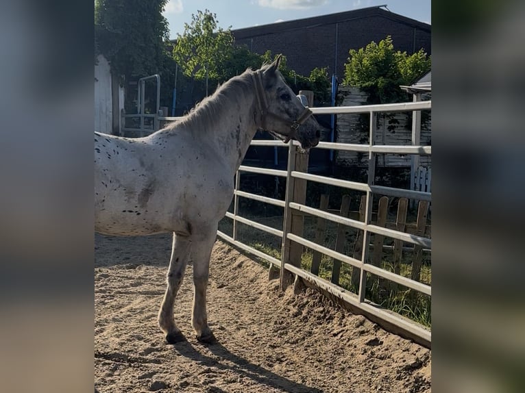 Noriker Gelding 4 years 14,2 hh Leopard-Piebald in M&#xF6;nchengladbach