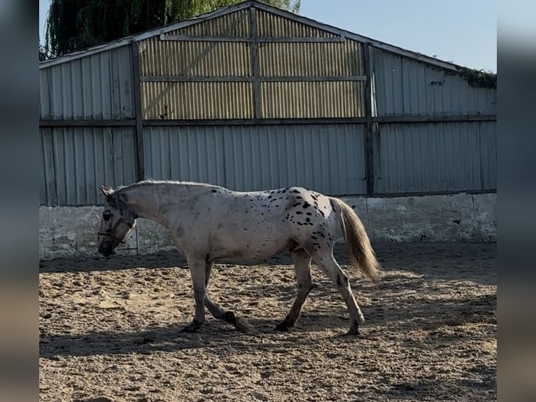 Noriker Gelding 4 years 14,2 hh Leopard-Piebald in M&#xF6;nchengladbach