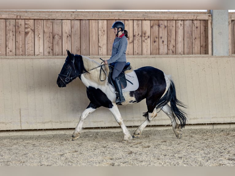 Noriker Gelding 4 years 14,3 hh Pinto in Kraiburg am Inn