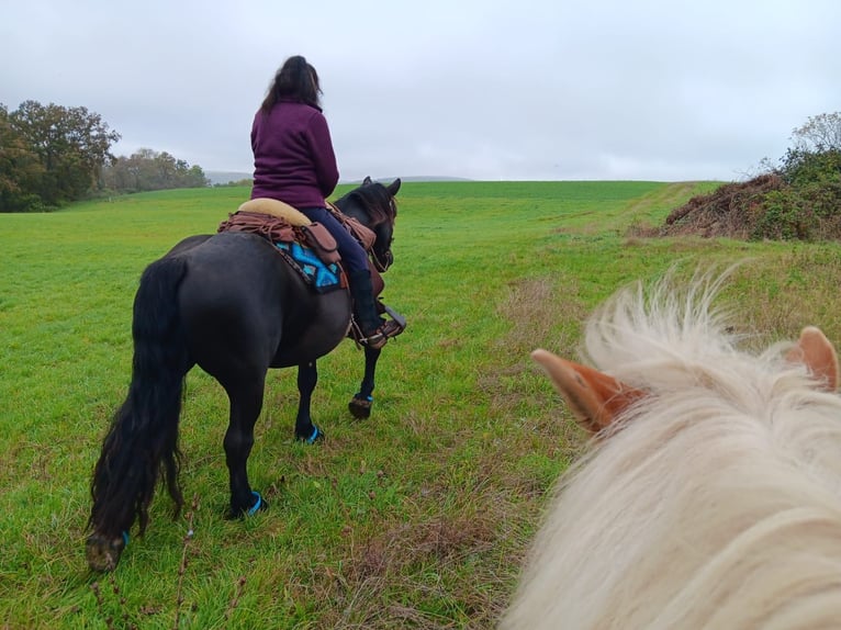 Noriker Gelding 4 years 15,1 hh Black in Meisenheim