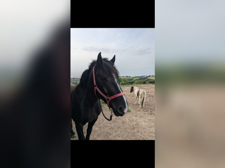 Noriker Gelding 4 years 15,2 hh Black in Büren