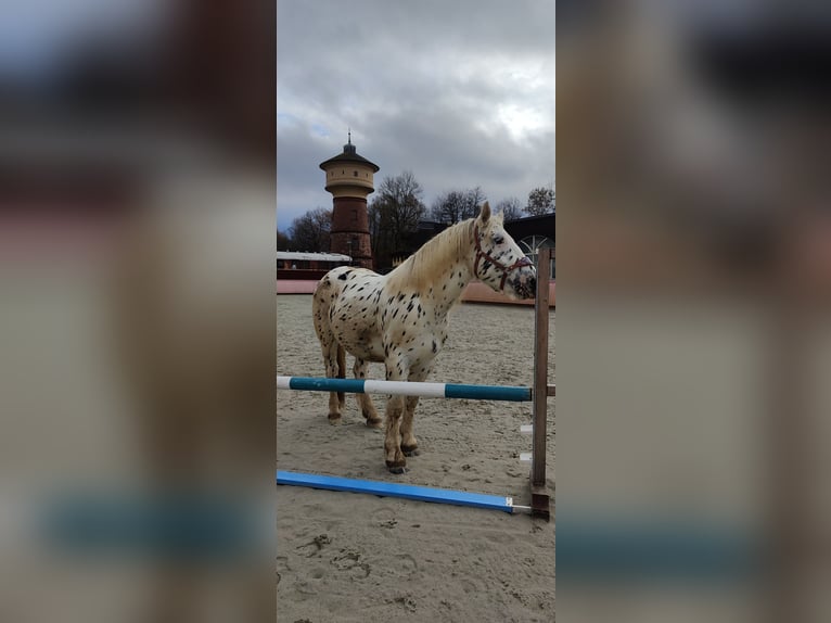 Noriker Gelding 4 years 15,2 hh Leopard-Piebald in Drohnecken