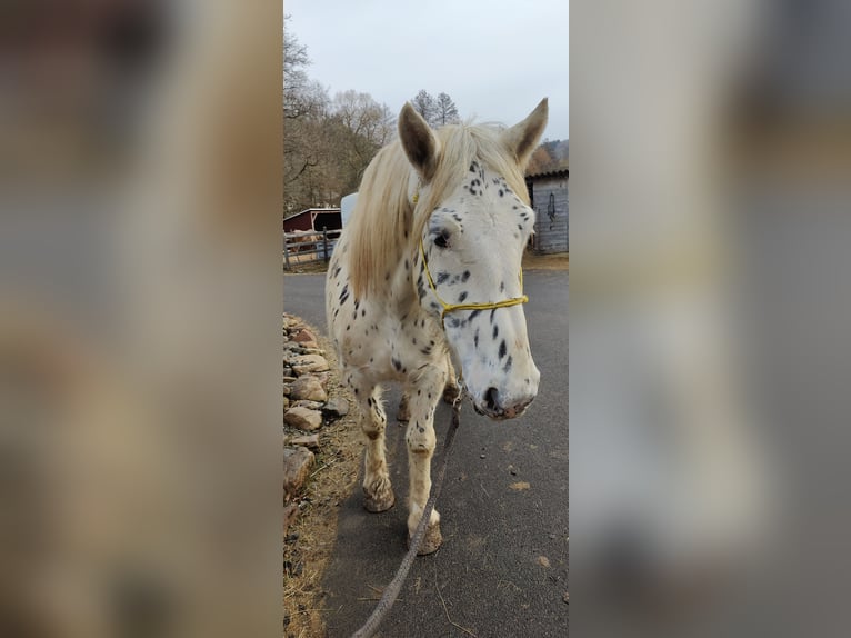 Noriker Gelding 4 years 15,2 hh Leopard-Piebald in Drohnecken