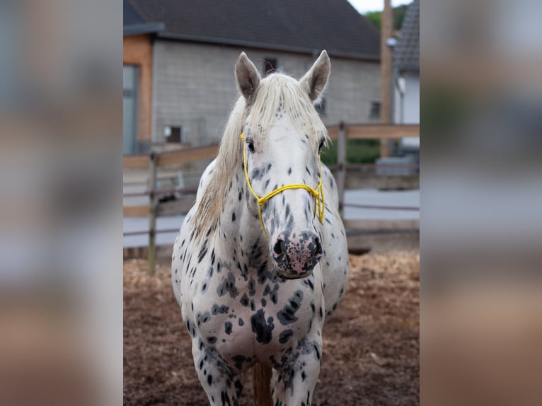 Noriker Gelding 4 years 15,2 hh Leopard-Piebald in Drohnecken