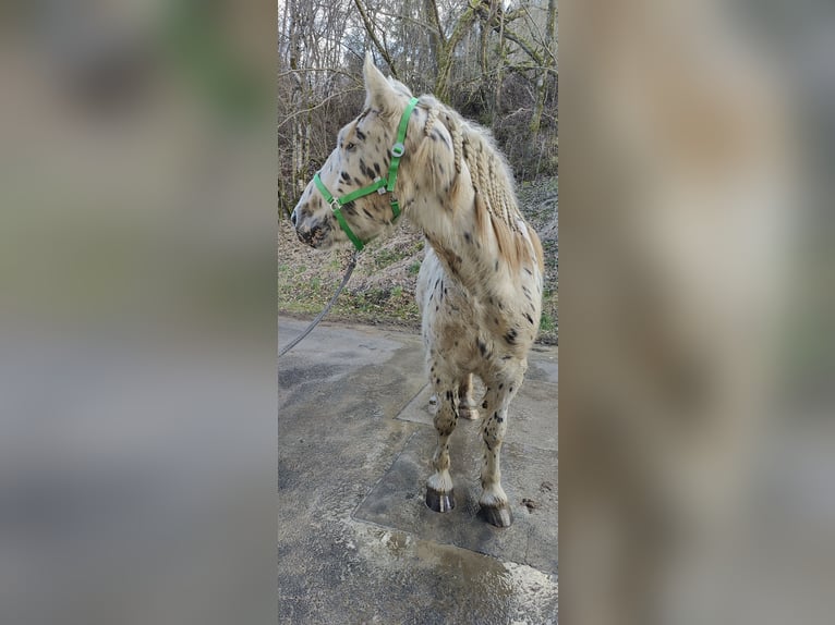 Noriker Gelding 4 years 15,2 hh Leopard-Piebald in Drohnecken